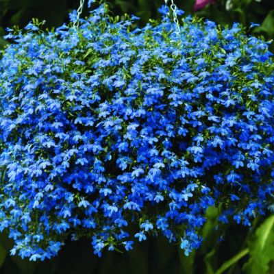 Лобелия плетистая Сапфир фото