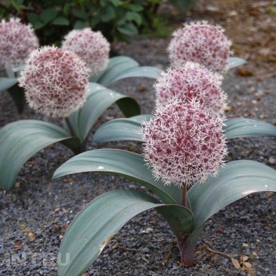 Аллиум Каратавский Аллиум Каратавский - Dolina-Sad.Ru