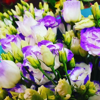 Эустома Пикколо Северное сияние F1, гранул. пробирка Эустома Пикколо Северное сияние F1, гранул. пробирка - Dolina-Sad.Ru