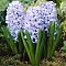 Гиацинт Блю Айз Гиацинт Блю Айз фото