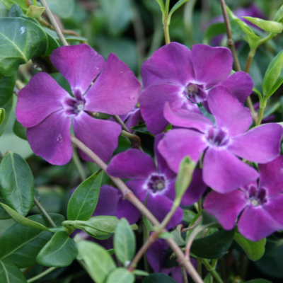 Барвинок малый Атропурпуреа Плена фото