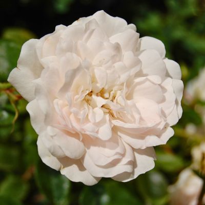 Роза Альба - Dolina-Sad.Ru