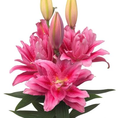 Лилия Роузлили Виола - Dolina-Sad.Ru