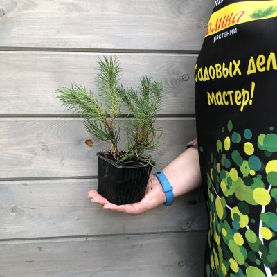 Сосна Горная Пумилио, С3 - Dolina-Sad.Ru