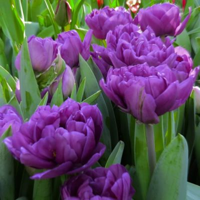 Тюльпан Парпл Пион фото