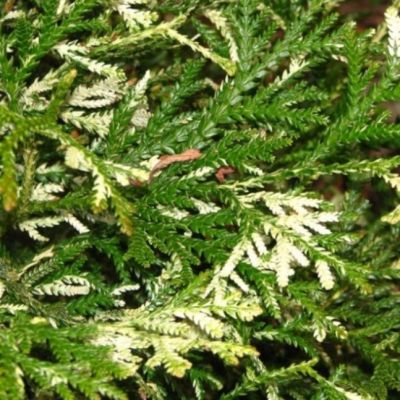 Туевик поникающий (долотовидный) Вариегата Туевик поникающий (долотовидный) Вариегата фото