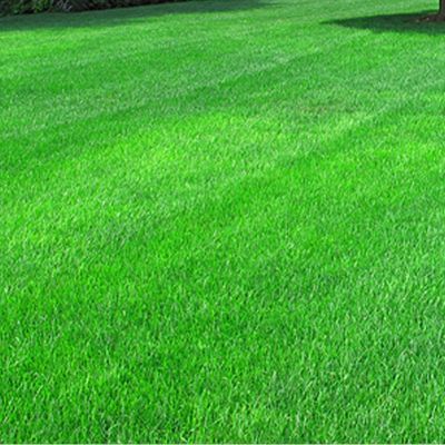 Газонная трава Изумрудная поляна универсальный газон, 100 гр Газонная трава Изумрудная поляна универсальный газон, 100 гр - Dolina-Sad.Ru