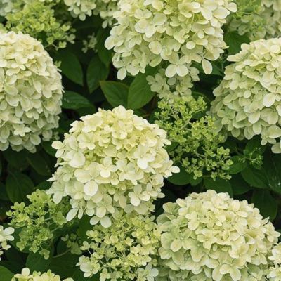 Гортензия метельчатая Литл Пассион Гортензия метельчатая Литл Пассион - Dolina-Sad.Ru