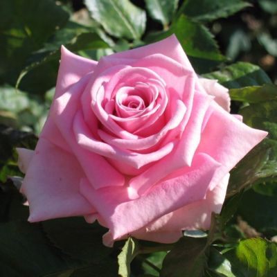 Роза Аква Роза Аква - Dolina-Sad.Ru