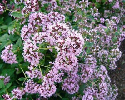 Душица Хуторянка Душица Хуторянка фото