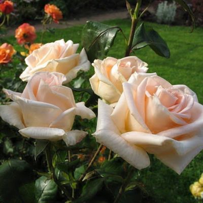 Роза Осиана Роза Осиана - Dolina-Sad.Ru