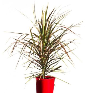 Драцена Колорама фото