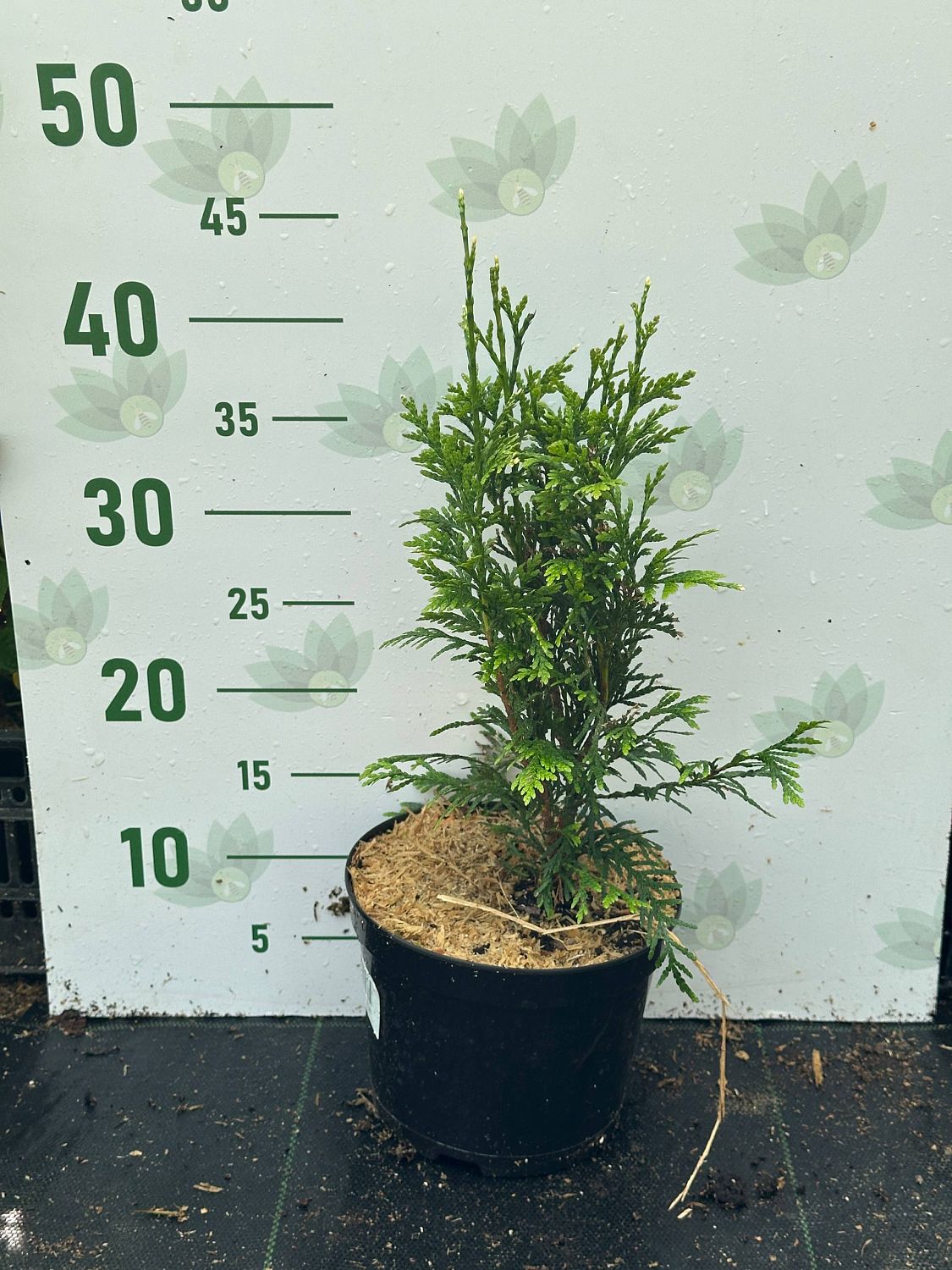 Туя складчатая Кан-Кан, С2 Туя складчатая Кан-Кан, С2 - Dolina-Sad.Ru