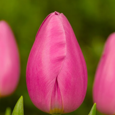 Тюльпан Пинк Твист Тюльпан Пинк Твист - Dolina-Sad.Ru