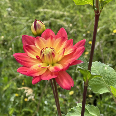 Георгина Ред Сайленс Георгина Ред Сайленс - Dolina-Sad.Ru