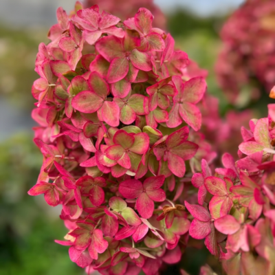 Гортензия метельчатая Металика, С2 - Dolina-Sad.Ru