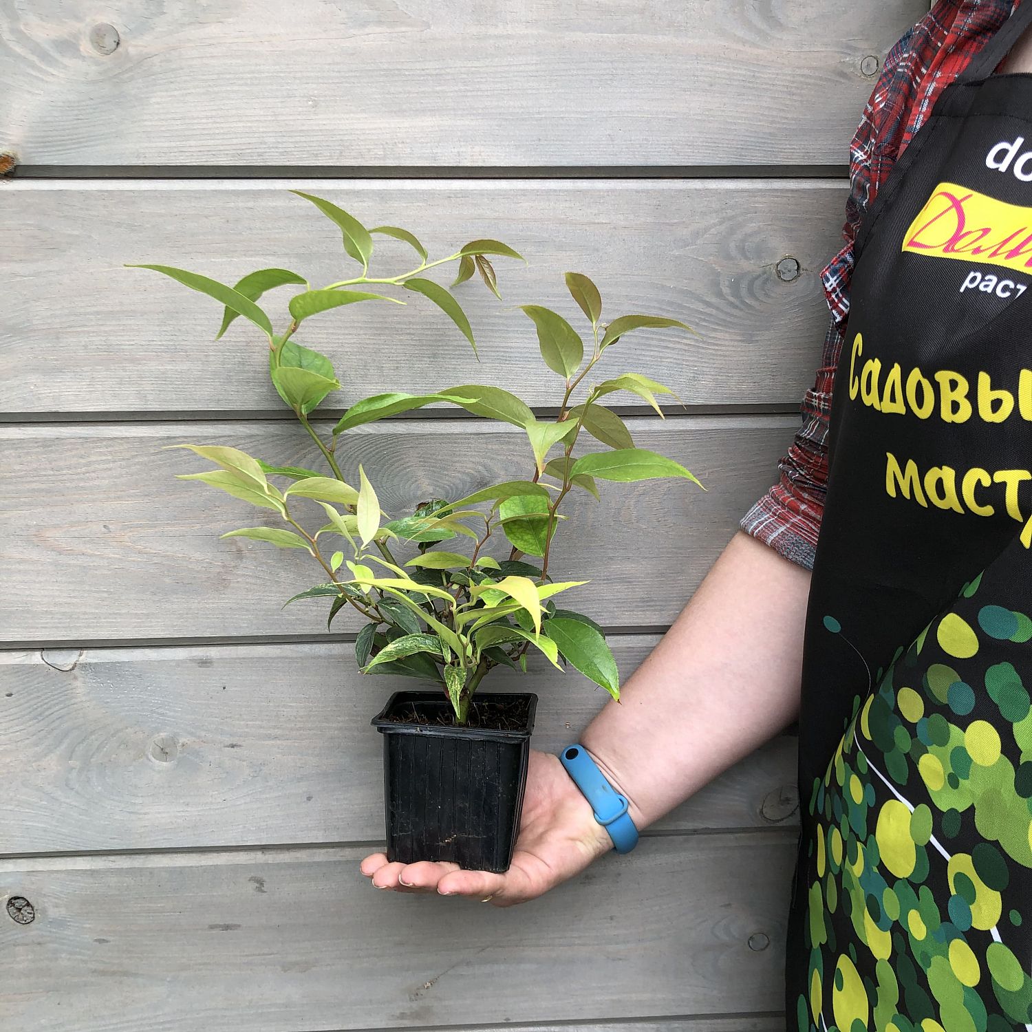 Леукотоэ Дефонтена Рэйнбоу Леукотоэ Дефонтена Рэйнбоу фото