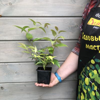 Леукотоэ Дефонтена Рэйнбоу Леукотоэ Дефонтена Рэйнбоу фото