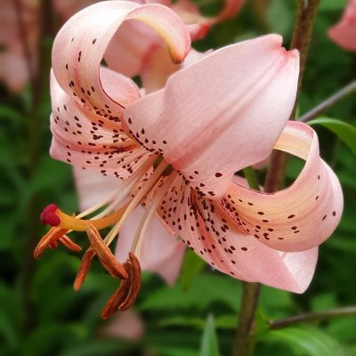 Лилия Пинк Джиант Лилия Пинк Джиант - Dolina-Sad.Ru