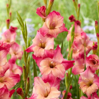 Гладиолус Априкот Бабл Гам Гладиолус Априкот Бабл Гам - Dolina-Sad.Ru