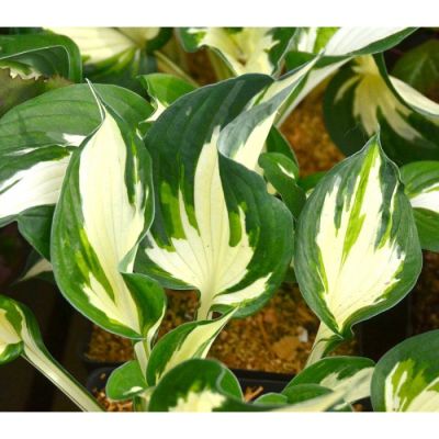 Хоста Пауль Ревере , C2 Хоста Пауль Ревере , C2 фото