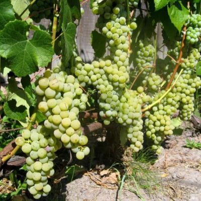 Виноград Вардува фото