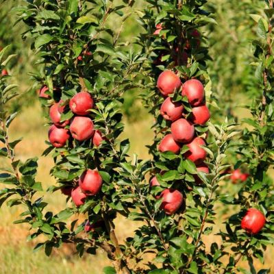 Яблоня колоновидная Джина/Осенняя Яблоня колоновидная Джина/Осенняя - Dolina-Sad.Ru