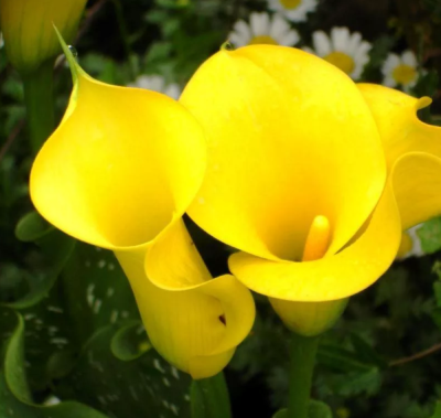 Калла Саншайн Калла Саншайн фото