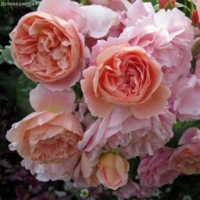 Роза Леандер Роза Леандер фото