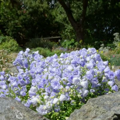 Колокольчик Элизабет Оливер , С1,5 Колокольчик Элизабет Оливер , С1,5 фото