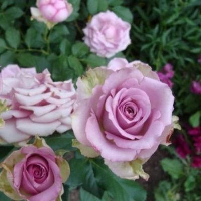 Роза Кул Вотэ Роза Кул Вотэ - Dolina-Sad.Ru