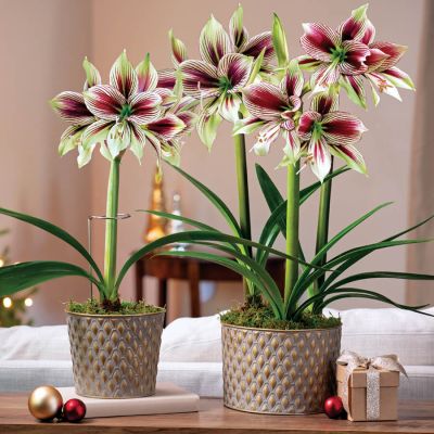 Амариллис Папилио Амариллис Папилио фото