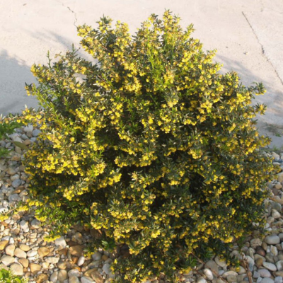 Барбарис Джут, С3 - Dolina-Sad.Ru