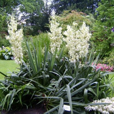 Юкка филаментоза Юкка филаментоза фото