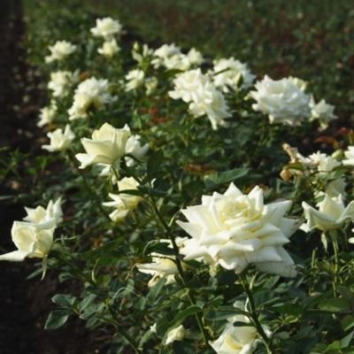 Роза Полар Стар Роза Полар Стар - Dolina-Sad.Ru