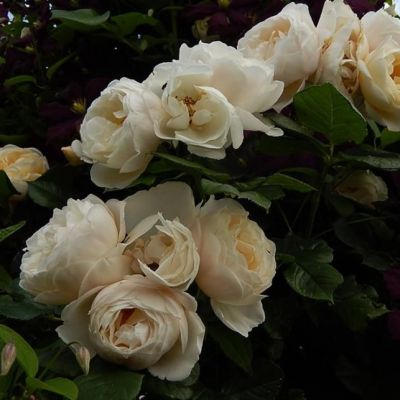 Роза Ютерзенер Клостеррозе Роза Ютерзенер Клостеррозе - Dolina-Sad.Ru