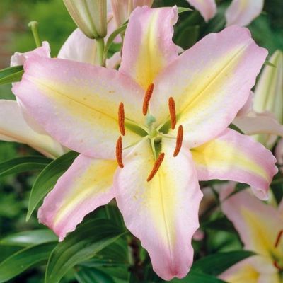 Лилия Фокус Покус Лилия Фокус Покус - Dolina-Sad.Ru