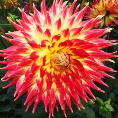 Георгина Дана Георгина Дана фото