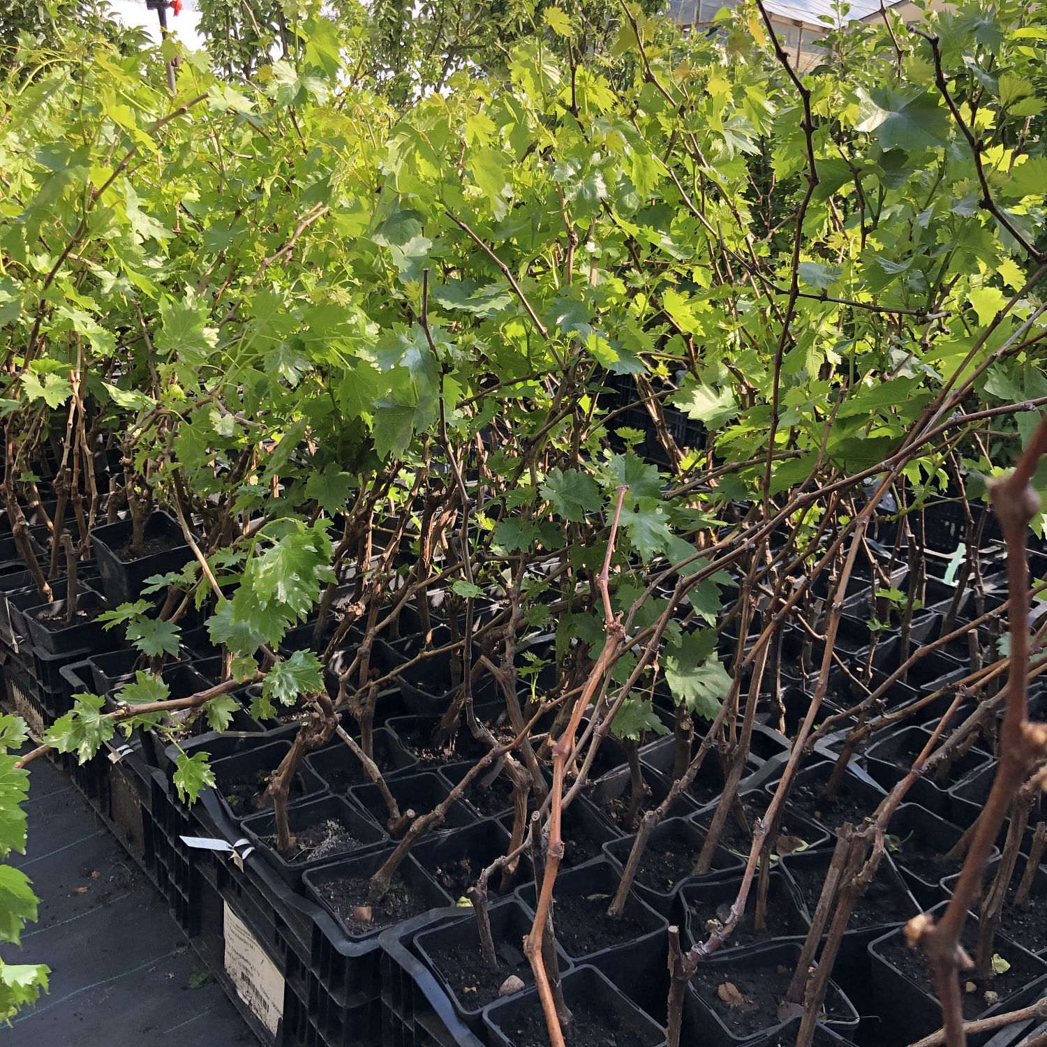 Виноград Рондо Виноград Рондо фото