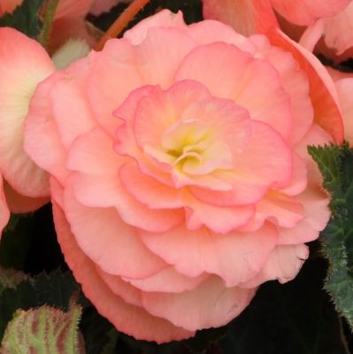 Бегония Пикоти Пастель Салмон Бегония Пикоти Пастель Салмон фото