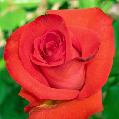 Роза Мадена Роза Мадена - Dolina-Sad.Ru