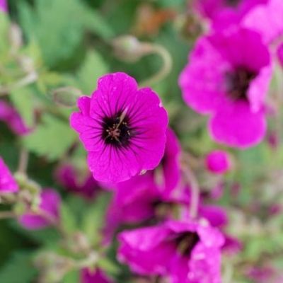 Герань гибридная Анн Фолкард Герань гибридная Анн Фолкард - Dolina-Sad.Ru