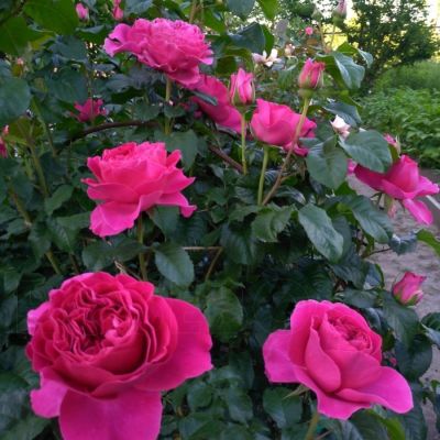 Роза Кейт - Dolina-Sad.Ru