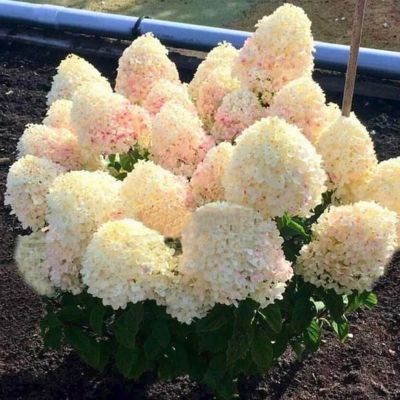 Гортензия метельчатая Шугар Раш Гортензия метельчатая Шугар Раш - Dolina-Sad.Ru