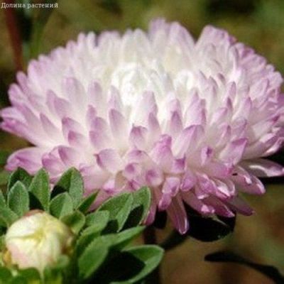 Астра Кварцевая башня Астра Кварцевая башня фото