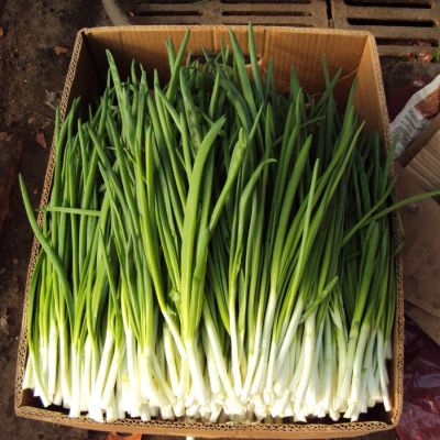 ЛУК НА ЗЕЛЕНЬ САЛАТНЫЙ ЛУК НА ЗЕЛЕНЬ САЛАТНЫЙ - Dolina-Sad.Ru