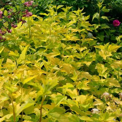 Пузыреплодник калинолистный Дартс Голд, С2 Пузыреплодник калинолистный Дартс Голд, С2 - Dolina-Sad.Ru