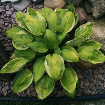 Хоста Капитанс Адвенчур , x Хоста Капитанс Адвенчур , x фото