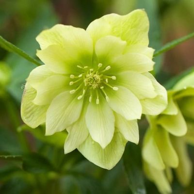 Морозник Голден Дисковери Морозник Голден Дисковери - Dolina-Sad.Ru