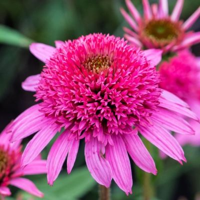 Эхинацея пурпурная Пинк Дубль Делайт Эхинацея пурпурная Пинк Дубль Делайт - Dolina-Sad.Ru